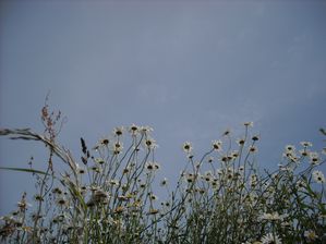 marguerites--1-.JPG