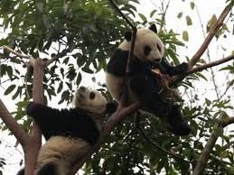 panda-arbre.jpg