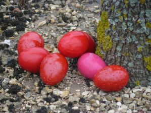 2010-03-28---Chasse-aux-oeufs.jpg