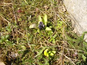 007-copie-3.JPG