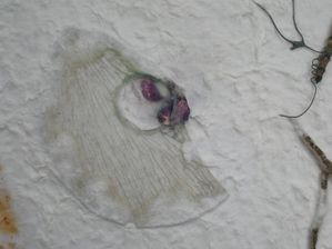 DSCN7043