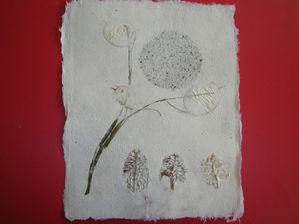 papier aout algue et autres 005