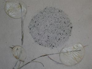 papier aout algue et autres 007
