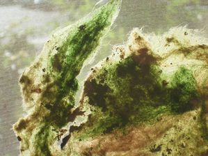 papier aout algue et autres 017