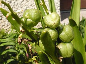 fruits de jacinthe - reduc1