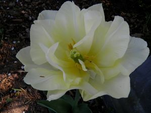 tulipe blanche