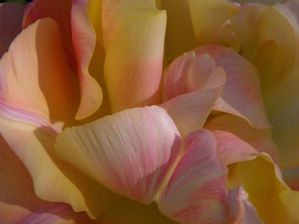 tulipe crème jaune gp