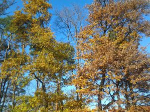 20131126 115157-copie-1