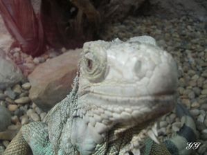 Iguane