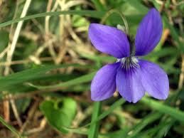 violette3 tres petite