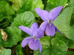 violettes tres petite