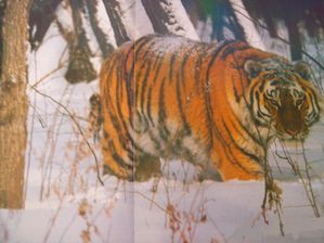 tigre (13)
