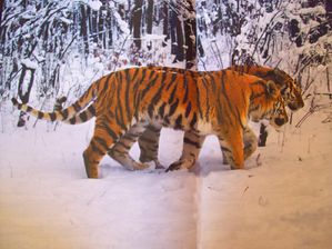tigre (9)
