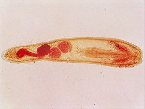 acanthocéphale 00004334