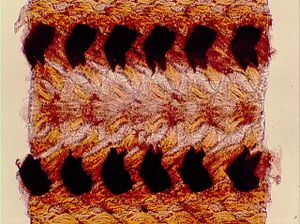 mollusque 00004361
