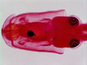 mollusque 00004364