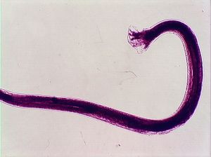 nématode 00004312