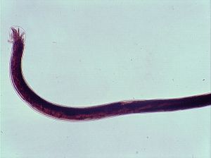 nématode 00004322