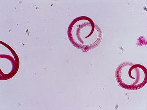 nématode 00004328