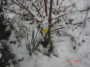 FLEURS-030.jpg