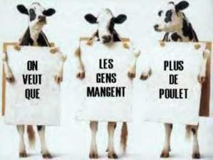 vache.JPG
