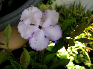 Brunfelsia australis