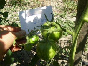 tomates-juillet-2011-017.jpg