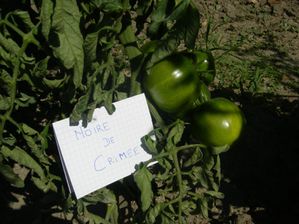 tomates-juillet-2011-018.jpg