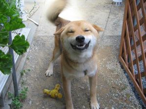 sourire-de-shiba-inu.jpg