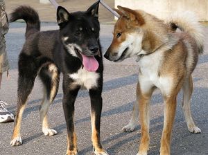 shikoku-ken-black-and-tan-rare