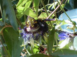 bourdon et fleurs de passiflore