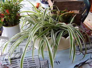 chlorophytum