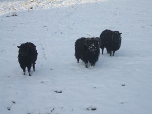 moutons-d-ouessant-neige.JPG
