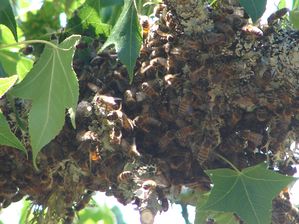 Récuperation essaim d'abeilles suite à essaimage (Brach 3
