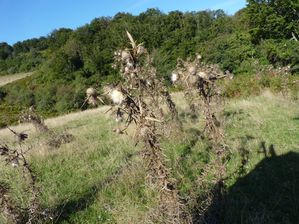 2012-9-25-Villardebelle - 2