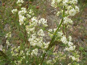 Caille-lait commun Galium mollugo Berlou juin2013