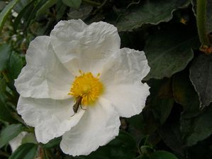 Ciste à feuilles de laurier Cistus laurifolius Be-copie-1