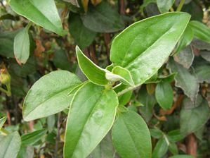 Ciste-a-feuilles-de-laurier_Cistus-laurifolius_Be-copie-2.JPG
