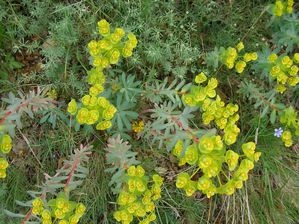 Euphorbia segetalis moissons CirqueVivies StLaurentCabreris