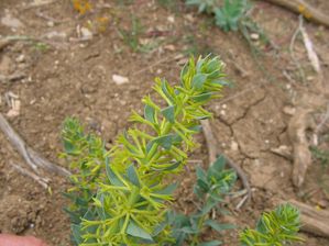 Thymelaea Sanamunda HerbeMontSerrat CirqueVivies StLaurentC