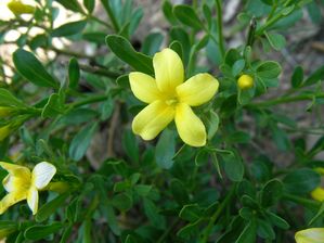 avril11 Alaric jasminumFruticans jasminEpineux