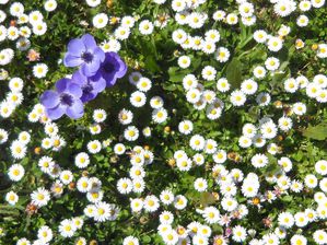 Printemps en Lauragais