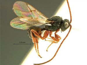 1-guepe.jpg