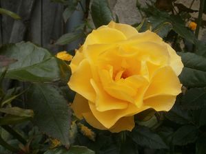 rose-en-Puisaye-Juillet-2012.jpg