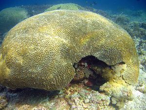 Corail-cerveau-Platygyra-sp-Tubbataha-Philippines