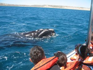 BALEINE BATEAU