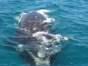 BALEINE