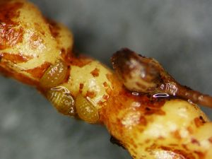 Phylloxera_001.jpg