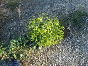 IMG_0010.JPG