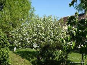 pommier-en-fleur-2011-04-017.JPG